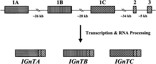 Fig. 1. Schematic representation of the organization of the human. / I locus and the structures of the expressedIGnT gene. Three IGnTtranscripts, IGnTA, IGnTB, and IGnTC,which have different exon 1 but identical exon 2 and exon 3 coding regions, are expressed from the human I locus. The coding nucleotides of exons 1A, 1B, and 1C have 925, 919, and 925 bp, respectively, and the common exon 2 and exon 3 have respective coding nucleotides of 93 and 191 bp.