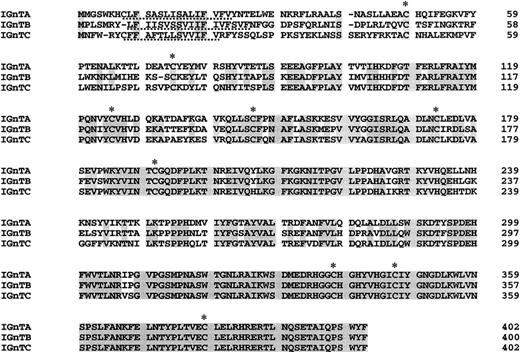 Fig. 2. Amino acid sequences deduced from the IGnTA, IGnTB, and IGnTC cDNAs. / The 9 conserved Cys residues are marked by asterisks. Dashed lines underline the hydrophobic segments at the N-terminals.