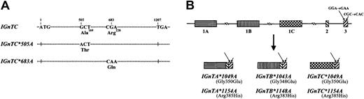 Fig. 5. Mutations identified in theIGnT gene of adult i individuals. / (A) Mutations identified in the IGnTC gene of the adult i whites. IGnTC indicates the wild-type coding sequence of theIGnTC gene. ATG and TGA correspond to the respective translation start and stop codons. The mutant alleles identified in white subjects with the adult i phenotype, designatedIGnTC*505A and IGnTC*683A, possess 505G>A and 683G>A nucleotide substitutions, respectively, which predict the respective amino acid alterations of Ala169Thr and Arg228Gln. (B) Schematic representation of the mutations identified in theIGnT gene of adult i Taiwanese with congenital cataracts. The 2 G>A changes, identified, as reported previously, at the 1043 and 1148 nucleotide positions of the IGnTB gene, locate in the common exon 3 region of the 3 IGnT forms, and, thus, the 2 mutations also contribute to form the mutant IGnTA*1049A andIGnTC*1049A as well as IGnTA*1154A andIGnTC*1154A, respectively. Exons 1A and 1C possess 6 more coding nucleotides than the exon 1B does, and thus the nucleotide numbers of the same G>A changes in the IGnTA andIGnTC transcripts are different from those in theIGnTB transcripts. The Gly-to-Glu and Arg-to-His alterations resulting from the mutations in the encoded enzyme products are shown.