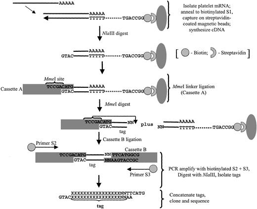 Fig. 1. Schema outlining the modified SAGE protocol used in platelet analyses. / The final tags are flanked by the NlaIII (anchoring enzyme) CATG sequence, thereby providing tag-to-gene identification when exported to a relational database (refer to “Bioinformatic analyses” and Table 1 for details).