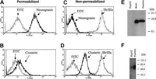 Fig. 5. Immunoanalysis of platelet neurogranin and clusterin. / (A-D) Gel-filtered platelets were either fixed in 3.7% formaldehyde (nonpermeabilized) or fixed with permeabilization in the presence of 0.1% Triton-X, followed by flow cytometric analysis using anticlusterin, anti-IIb/IIIa, or antineurogranin antibodies and the FITC-conjugated species-specific secondary antibody (in C, the FITC-conjugated antirabbit and antimouse controls are essentially superimposed). (E-F) Ten micrograms of solubilized HepG2 cells (hepatocyte cell line), human brain, or purified platelet lysates were analyzed by SDS-PAGE,17 and immunoblot analysis were completed by using 1:1000 dilutions of either antineurogranin (18% SDS-PAGE) or anticlusterin (8% SDS-PAGE) antibodies. The anticlusterin antibody recognized 2 platelet immunoreactive species under shorter exposure. Although the relative neurogranin and clusterin protein abundances are suboptimally quantified by these analyses, platelet clusterin appears to demonstrate considerable expression when compared with that previously identified in hepatocytes.31