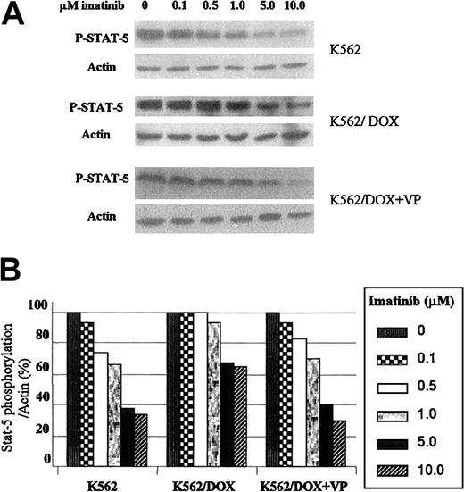 Fig. 5. Effect of imatinib on STAT5 phosphorylation in K562 and K562/DOX. / (A) Cells were incubated during 2 hours with escalating doses of imatinib with or without verapamil (VP) and total protein lysates were immunoblotted with an antibody against phosphorylated STAT5 (P-STAT-5). (B) Percentage of STAT5 phosphorylation in the presence of different concentrations of imatinib relative to the control (0 μM) cultures, as calculated by the phopho-STAT5/actin densitometric ratio of the respective bands.