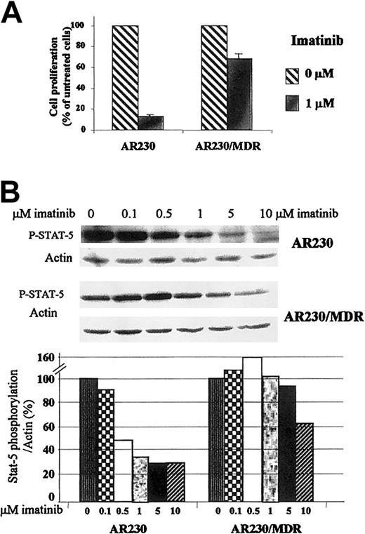 Fig. 7. Effect of imatinib on the proliferation and phosphorylation of. / MDR1-transduced AR230 cell line. (A) Proliferation of AR230 and AR230/MDR cells after 3 days of culture in the presence or absence of 1 μM imatinib, as assessed by MTS uptake. (B) STAT5 phosphorylation assessed by Western blot after a 2-hour incubation with imatinib. The bottom panel shows the percentage of STAT5 phosphorylation in the presence of different concentrations of imatinib relative to the control (0 μM) cultures, as calculated by the phospho-STAT5/actin densitometric ratio of the respective bands.
