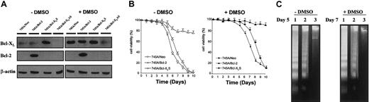 Fig. 1. Bcl-2, but not Bcl-XL, prevents apoptosis before and after DMSO-induced erythroid differentiation in MEL cells. / (A) Expression of Bcl-2 and Bcl-XL in MEL cells and derived clones. Cells were grown in the absence or in the presence of DMSO for 5 days. Total protein was isolated from 745A/Neo cells (745A clone stably transfected with neo gene), 745A/Bcl-2 cells (745A clone stably transfected with Bcl-2 sense transcripts), 745A/Bcl-XLS cells (745A clone stably transfected with Bcl-XL sense transcripts), and 745A/Bcl-XLAS cells (745A clone stably transfected with Bcl-XL antisense transcripts), and analyzed by Western blotting with anti–Bcl-2 and anti–Bcl-XL antibodies. Evaluation of β-actin expression was used to control for equal loading. (B) Cell viability of MEL cells. Cells were initiated at 105 cells/mL and cultured with or without 2% DMSO. At the indicated times (days), cell viability was measured by trypan blue dye exclusion. Data represent the mean of triplicate cultures ± standard deviation. (C) DNA fragmentation analyzed by gel electrophoresis followed by staining with ethidium bromide in MEL cells cultured without DMSO (day 5) or with DMSO (day 7). Lane 1: 745A/Neo cells; lane 2: 745A/Bcl-XLS cells; lane 3: 745A/Bcl-2 cells.