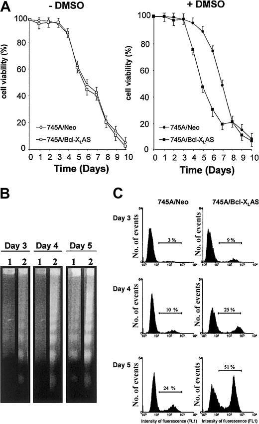 Fig. 2. Bcl-XL antisense induces premature apoptosis in DMSO-induced MEL cells. / (A) Cell viability of MEL cells in the absence or in the presence of DMSO. 745A/Neo and 745A/Bcl-XLAS cells were seeded at 105 cells/mL with or without 2% DMSO. At the times indicated (days) after growth initiation, cell viability was measured by trypan blue dye exclusion. Data represent the mean of triplicate cultures ± standard deviation. (B) DNA fragmentation analyzed by gel electrophoresis followed by staining with ethidium bromide in MEL cells treated with DMSO for indicated times (days). Lane 1: 745A/Neo cells; lane 2: 745A/Bcl-XLAS cells. (C) DNA breaks determined by TUNEL assay in MEL cells treated with DMSO for indicated days. Numbers on the horizontal bar indicate apoptotic cells as the percent of total cell number.