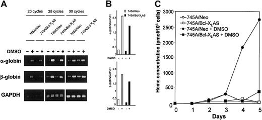 Fig. 6. Bcl-XL antisense inhibits heme synthesis without altering α- and β-globin mRNA expression in DMSO-induced MEL cells. / (A) Expression of α- and β-globin transcripts in 745A/Neo and 745A/Bcl-XLAS cells. Cells were seeded at 105cells/mL with or without 2% DMSO. After 4 days of culture, total RNA was isolated and subjected to RT-PCR as described in “Materials and methods.” α-globin, β-globin, and GAPDH were amplified for 20, 25, and 30 cycles. Aliquots of the PCR reactions were separated on 1.2% agarose gels and visualized with ethidium bromide. (B) Semiquantitative RT-PCR analysis of α- and β-globin in 745A/Neo (■) and 745A/Bcl-XLAS (▪) cells cultured for 4 days in the absence or in the presence of DMSO. Values are taken from densitometric analysis of bands obtained with 25 cycle amplifications and are normalized to GAPDH values from the same sample. (C) Heme production in 745A/Neo and 745A/Bcl-XLAS cells. Cells were seeded at 105 cells/mL with or without 2% DMSO and harvested at the times indicated (days) after growth initiation. Heme concentration was determined by a fluorometric procedure.