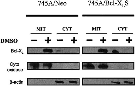Fig. 8. Bcl-XL localizes to mitochondria during MEL erythroid differentiation. / 745A/Neo and 745A/Bcl-XLS cells were cultured with or without 2% DMSO. After 5 days of culture, cells were lysed and separated into mitochondrial (MIT) and cytosolic (CYT) fractions. Proteins from each cellular fraction were analyzed by Western blotting with anti–Bcl-XL, anti–cytochrome oxidase (subunit IV), and anti–β-actin antibodies.