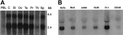Fig. 1. Northern blot analysis of Felic. / Hematopoietic and nonhematopoietic tissues were analyzed by Northern blotting with a randomly labeled probe of Felic. (A) Total RNA of multiple normal human tissues was evaluated: PBL indicates peripheral blood lymphocytes; C, Colon; SI, small intestine; Ov, ovary; Te, testis; Pr, prostate; Th, thymus; and Sp, spleen. Two transcripts are present, except for T cells (thymus and peripheral blood lymphocytes). (B) Total RNA was harvested from myeloid cell lines Mo7e, HL60, TF-1, and 32Dcl3 and lymphoid cell lines Molt and Jurkat, which were analyzed. Comparable amounts of RNA were loaded, as verified by ethidium bromide staining (data not shown).