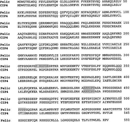 Fig. 2. Comparison of the amino acid sequence of Felic and CIP4. / Primary amino acid sequence of Felic is aligned with CIP4. The proline-rich motif, which provides a putative SH3 docking site, is shaded. Potential tyrosine phosphorylation sites are featured by boldface type. The Fes/CIP4 domain, also known as the RAEYL motif or the S pombe Cdc15 N-terminal domain, occurs at positions 1 to 56. The region with 30% homology to ezrin/radixin/moesin motif is found at positions 329 to 410. The Cdc42-binding region occurs at positions 338 to 467. CIP4 contains an SH3 domain at its C-terminus at positions 489 to 545.