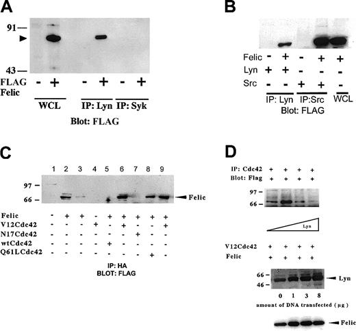 Fig. 3. In vitro association of Felic, Lyn, and Cdc42. / (A) HEK293 cells were transfected with cDNA for pCMVFLAG-Felic and pCDNA3.1-Lyn. 24 h after transfection, cells were harvested, and proteins immunoprecipitated (IP) with polyclonal antibody against Lyn were resolved on 10% SDS-PAGE. After being transferred onto PVDF, the membrane was blotted with monoclonal antibody (mAb) against FLAG. Detection was performed using enhanced chemiluminscence. Blotting of whole cell lysates (WCLs) of transfected cells show position of Felic (arrowhead). To confirm specific binding between Lyn and Felic, an isotypic control, rabbit anti-Syk polyclonal antibody, was used and failed to coprecipitate FLAG-tagged Felic from Felic-overexpressing cells. (B) HEK293 cells were transfected with cDNA for Felic and Src. In these experiments, proteins immunoprecipitated with polyclonal antibody against c-Src were resolved by SDS-PAGE, followed by transfer to PVDF and blotting with anti-FLAG mAb. (C) HEK293 cells were transfected with cDNA for Felic and wild-type and mutant forms of Cdc42. V12Cdc42 and Q61L Cdc42 are constitutively activated forms, whereas N17Cdc42 is the inactive form. The cDNAs for Cdc42 forms encoded the HA tag. At 24 hours after transfection, cells were harvested and proteins immmunoprecipitated with mAb against HA were resolved by 10% SDS-PAGE, transferred onto PVDF filter, and blotted with mAb against FLAG. Lane 2 represents WCLs of Felic-transfected cells. Lane 9 represents a duplicate of experimental conditions shown in lane 6. Lanes 6, 8, and 9 show association of Felic with activated Cdc42. Lanes 5 and 8 show the absence of association of Felic with inactive or wild-type forms of Cdc42. (D) HEK293 cells were transfected with cDNA for pCMVFLAG-Felic and pCDNA3.1-V12Cdc42HA and varying amounts of pcDNA3.1-Lyn (0-8 μg). Plasmid pcDNA3 was added to keep the total cDNA transfected equivalent at 25 μg between transfection conditions. Proteins were immunoprecipitated with mAb against HA, and blotting was performed with FLAG mAb. Equivalent amount of Felic was expressed as demonstrated by blotting.