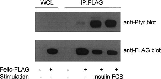 Fig. 4. Tyrosine phosphorylation of Felic. / HEK293 cells were transfected for 30 hours with pCMVFLAG-Felic (Felic-FLAG +) or empty vector (−). Cells were then grown overnight in RPMI depleted of serum and 2% bovine serum albumin, then stimulated with 10% FCS or 100 ng/mL insulin for 15 minutes at 37°C. Lysates were prepared and immunoprecipitated (IP) with FLAG-antibody, and blotted with antiphosphotyrosine mAb 4G10 (Upstate Biotechnology, Lake Placid, NY). Lower panel shows comparable levels of immunoprecipitated Felic. WCLs show expression of Felic.