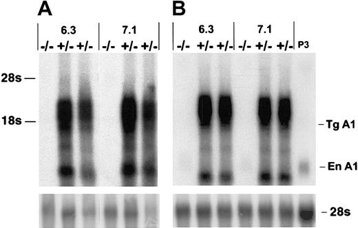 Fig. 2. Overexpression of A1-a in Tg mice. / Thymocyte (A) or splenocyte (B) RNA (4 μg/lane) from wild-type (−/−) or A1-a Tg (+/−) littermates was analyzed by hybridization of Northern blots with an A1-a cDNA probe. Two independent A1-a Tg lines, 6.3 and 7.1, are shown. P3 indicates RNA (4 μg) from the macrophagelike cell line P388D1, which constitutively expresses levels of A1 mRNA comparable to activated macrophages or T cells43; Tg A1, location of the predicted fully spliced transgenic transcript; En A1, endogenous A1 mRNA.