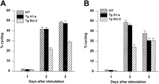 Fig. 10. Comparative effects of Tg A1-a and Tg Bcl-2 on cell cycle progression. / Splenocytes were activated with either (A) Con A or (B) plate-bound αCD3. The cultures were the same as those used for Figure 8. The percentage of cycling cells (cells not in G1) was determined by flow cytometry. The data represent the mean ± SE for 4 mice. For Con A stimulation, the data are representative of 7 similar experiments for Tg A1-a and 4 similar experiments for Tg Bcl-2. For αCD3 stimulation, the data are representative of 3 similar experiments for Tg A1-a and 2 similar experiments for Tg Bcl-2.