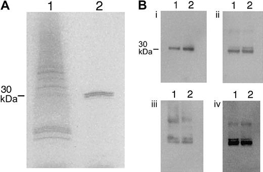 Fig. 1. Purification of human recombinant HMGB1 and comparison with tissue-isolated HMGB1. / (A) Samples of bacteria cell lysate (lane 1) and purified rhHMGB1 (lane 2) resolved under denaturing conditions in a 4% to 20% SDS-PAGE and stained with Coomassie Blue. (B) Recombinant human HMGB1 (lane 1) and HMGB1 isolated from A549 cells (lane 2) were resolved in 4% to 20% SDS-PAGE, blotted onto nitrocellulose membranes, and incubated with the following rabbit polyclonal antibodies: (i) antisynthetic peptide gkgdpkkprgk (N-terminal sequence of human HMGB1, amino acids 2-13), (ii) antisynthetic peptide: kaekskkkkee (C-terminal sequence, amino acids 177-188), (iii) antisynthetic peptide kfkdpnapkrppsa (middle sequence, amino acids 88-101), and (iv) anti-HMGB1 (whole molecule). The antibodies were detected with horseradish-peroxidase antirabbit IgG.