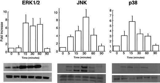 Fig. 7. rhHMGB1-mediated induction of MAP kinases in endothelial cells. / Western blots of HMEC-1 cells treated with rhHMGB1 50 ng/mL for the indicated times were probed with antibodies against the phosphorylated (upper row) and common (lower row) forms of ERK1/2, JNK, and p38. Phospho-ERK 1/2 was mildly expressed at baseline and was strongly induced by rhHMGB1 at 15, 30, and 60 minutes. Phospho-JNK was detected within 5 minutes, reached a peak at 30 minutes, and returned to baseline levels by 90 minutes. Phospho-p38 was detected within 5 minutes, rose to maximum activity at 15 minutes, and remained detectable at 60 minutes. Summary data represents mean ± SEM of densitometry from 5 separate experiments.