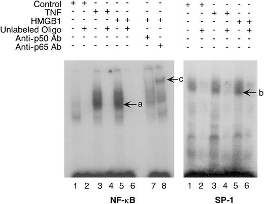 Fig. 8. rhHMGB1 induces nuclear translocation and DNA binding of transcription factors NF-κB and SP-1. / Nuclear extracts were prepared from HMEC-1 cells after 4-hour incubation with control medium alone (lanes 1-2), TNFα 10 ng/mL (lanes 3-4), and rhHMGB1 100 ng/mL (lanes 5-8). The nuclear extracts were incubated with 32P-labeled NF-κβ or32P-labeled Sp1 consensus oligonucleotides and resolved by EMSA. Unlabeled oligonucleotide (100 ×; either NF-κβ or Sp1) was added to lanes 2, 4, and 6. Nuclear extracts from the rhHMGB1-treated HMEC-1 cells showed increased binding of the NF-κB (a) and Sp1 (b) oligonucleotides compared with untreated cells. Antibodies against NF-κB subunits p50 and p65 were added to lanes 7 and 8, respectively. The arrow (c) in lane 8 shows a supershift for the NF-κB p65 subunit. Representative results of 4 independent experiments for both NF-κB or Sp1 are shown.