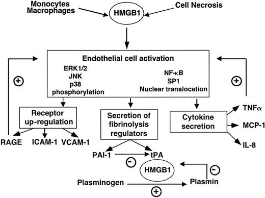 Fig. 9. A model of cellular responses of HMGB1 stimulation of endothelial cells. / HMGB1 secreted from stimulated monocyte-macrophages or released from necrotic cells can activate endothelial cells through ERK1/2 and 2 stress-activated MAPK pathways (JNK and p38), resulting in NF-κB and Sp1 binding to cellular response elements. Cell activation results in the release of a proinflammatory cytokine (TNFα) and chemokines (IL-8 and MCP-1), up-regulation of adhesion molecules (ICAM-1 and VCAM-1), and an HMGB1 receptor, RAGE. TNFα acts locally to amplify responses initiated by HMGB1. Secretion of regulators of fibrinolysis (tPA and PAI-1) results in the activation of plasmin that may limit HMGB1 responses by proteolytic degradation of HMGB1.
