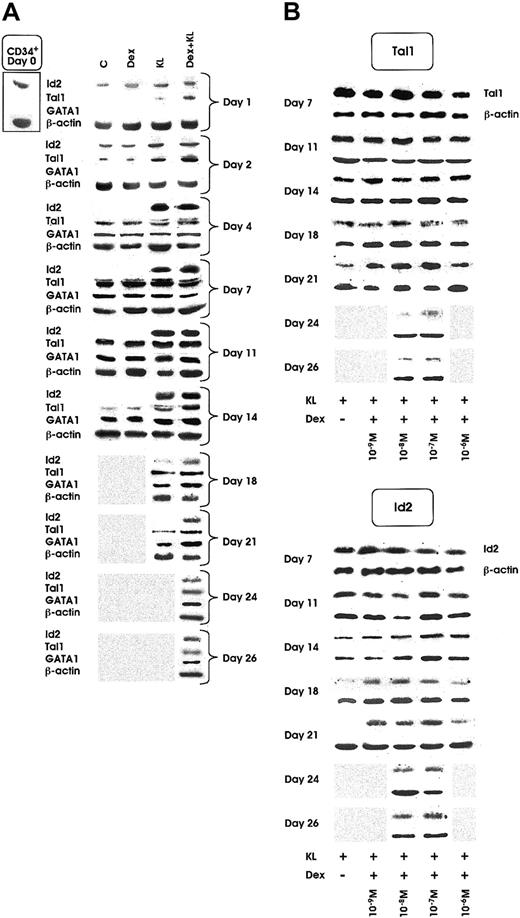 Fig. 5. Id2, Tal1, and GATA1 protein expression as evaluated by Western blot. / (A) Id2, Tal1, and GATA1 expression from day 0 to day 14, 21, or 26 in minibulk HPC erythroid cultures supplemented or not with Dex at optimal dosage (10−7 M) KL or KL + Dex, respectively. C indicates control cultures. β-Actin controls are also included. Shaded area indicates sample not available (ie, the culture had already reached terminal maturation and had therefore been terminated). (B) Tal1 (top panel) and Id2 (bottom panel) expression in minibulk HPC erythroid cultures supplemented with KL and different doses of Dex (from 10−6 to 10−9 M) from day 7 to complete maturation (day 21 for KL ± Dex 10−6 M or 10−9 M and day 26 for KL + Dex 10−7 or 10−8 M, respectively). β-Actin controls are also included. Shaded area indicates sample not available.