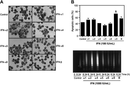 Fig. 4. Effect of type I IFNs subtypes on J2E cell apoptosis. / (A) Apoptosis of J2E cells in response to stimulation with IFN subtypes (100 IU/mL), in the absence of serum, at 24 hours by TUNEL assay. Apoptotic cell bodies stained with diaminobenzidine (DAB, black) and cells counterstained with hematoxylin (gray). Original magnification, × 40. (B) The percentage of positive staining apoptotic cells was determined by light microscopy. (Statistical significance compared with unstimulated J2E cells, *P ≤ .05, mean ± SE, n = 3.) (C) At 6 and 24 hours after stimulation with 1000 IU/mL IFN, in the absence of serum, DNA fragmentation (≤ 6 kb) was determined in J2E cells. Control cultures were unstimulated.