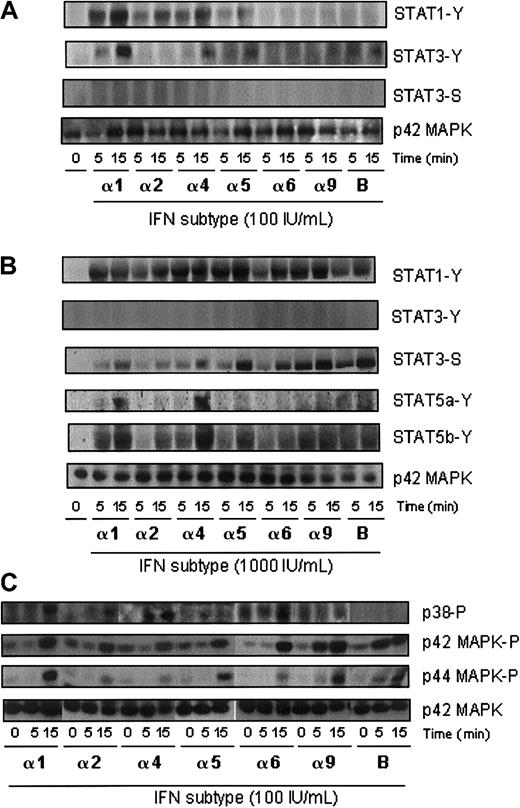 Fig. 5. Phosphorylation of STAT and MAPK family members in response to IFN stimulation of J2E cells. / Cells were serum starved for 5 hours prior to stimulation with IFN subtypes (100-1000 IU/mL). Total cell protein (100 μg) was extracted at the indicated times and immunoblotted with (A) antiphospho-STAT1 (STAT1-Y) and antiphospho-STAT3 (STAT3-Y, STAT3-S) antibodies; (B) antiphospho-STAT1 (STAT1-Y), antiphospho-STAT3 (STAT3-Y, STAT3-S), antiphospho-STAT5 (STAT5a-Y), and antiphospho-STAT6 (STAT5b-Y) antibodies; and (C) antiphospho-p38, antiphospho-p42, and antiphospho-p44 MAPK antibodies. Immunoblot with anti-p42 MAPK antibodies indicates protein loading.Y- denotes tyrosine; S-, serine.