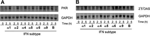Fig. 6. Type I IFNs stimulate expression of antiviral ISGs in J2E cells. / J2E cells were seeded at 1 × 105 cells/mL, stimulated with type I IFNs (100 IU/mL), and RNA extracted at indicated time points. RNA (20 μg) was electrophoresed on formaldehyde gels, Northern blotted, and hybridized with (A) PKR or (B) 2′5′OAS. GAPDH loading control as indicated.