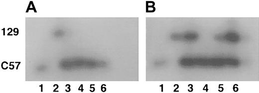 Fig. 1. GPI analysis of chimeric mice. / (A) Extracts of peripheral blood. (B) Extracts of liver. Lane 1 indicates C57/B6; lane 2, 129/SvJ; lanes 3 to 6, separate representative chimeras (total, 4). Upper band is the 129 GPI isoform; lower band is the C57 isoform.