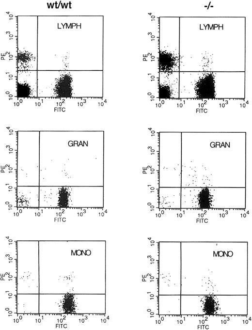 Fig. 2. Fluorescence-activated cell-sorter (FACS) analysis of donor/host contribution to hematopoietic lineages of reconstituted mice. / Retro-orbital blood from animals reconstituted with E13.5 liver cells from wild-type (WT/WT) and WT1 mutant (−/−) embryos was incubated with antibodies to Ly5.2 and Ly5.1 specific for the donor and the lethally irradiated host, respectively. Cells were fractionated by size and side scatter into the lymphocyte (LYMPH), granulocyte (GRAN), and monocyte (MONO) populations and were analyzed for the expression of Ly5.1 (PE) and Ly5.2 (FITC) antigens.