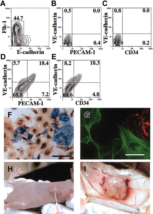 Fig. 1. Characterization of injected ES cell-derived VPCs and transplantation of VPCs in tumor angiogenesis model. / (A-C) Flow cytometric sorting and analysis of Flk-1+undifferentiated VPCs. CCE/nLacZ ES cells were cultured on type IV collagen-coated dishes in the absence of leukemia inhibitory factor (LIF). (A) After 4 days of differentiation, Flk-1+VPCs were sorted by flow cytometry (undifferentiated VPCs). (B-C) Flk-1+ undifferentiated VPCs did not express other EC markers (VE-cadherin, PECAM-1, and CD34). (D-G) After a 3-day incubation of Flk-1+ undifferentiated VPCs, differentiated VPCs were induced. Flow cytometric analysis revealed that about 30% were Flk-1+VE-cadherin+PECAM-1+CD34+ECs and 70% were Flk-1−VE-cadherin−PECAM-1−CD34−(D-E). (F-G) Double staining of differentiated VPCs was performed as previously reported.1 About 70% of cells that lost Flk-1 expression were positive for SMA (brown) and surrounded PECAM-1+ EC sheets (blue). (F) The expressions of PECAM-1 and SMA were exclusive for differentiated VPCs (scale bar, 100 μm). (G) Fluorescent immunostaining of Flk-1 (red) and SMA (green) revealed that they were expressed exclusively (scale bar 20 μm). (H-I) Tumor angiogenesis model of nude mice. Subcutaneous transplantation of VPCs to the growing tumor 7 days after C6 glioblastoma cell implantation was performed (H). Vascularized tumor was obtained 5 days after VPC implantation (I). Monoclonal antibody (MoAb) for murine E-cadherin (epithelial cadherin; ECCD2), Flk-1 (AVAS12), and vascular endothelial (VE)-cadherin (VECD1) have been described previously.67Fluorescein isothiocyanate (FITC)-conjugated MoAb for murine PECAM-1 (Mec13.3) and FITC-conjugated MoAb for CD34 (RAM34) were purchased from Pharmingen (San Diego, CA). MoAbs for SMA 1A4, CCA7 were obtained from Neo Markers (Fremont, CA) and ENZO Diagnostics (Farmingdale, NY).