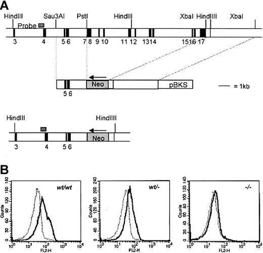 Fig. 1. Targeting strategy to inactivate gcsfrgene. / (A) Targeting strategy to delete exons 7 to 16 of the gcsfrgene in ES cells. The position of the probe used to screen recombinant colonies is shown. Southern analysis of HindIII digests of gDNA detected a 9.6-kb band from the WT allele and a 7-kb band from the targeted allele (not shown). pBKS indicates pBluescript KS (Stratagene, La Jolla, CA). (B) Specific binding of G-CSF to bone marrow cells from gcsfr+/+,gcsfr+/−, and gcsf-−/−mice analyzed by flow cytometry. Cells were incubated with biotinylated G-CSF in the absence (solid line) or presence (dotted line) of a 100-fold molar excess of nonlabeled G-CSF followed by incubation with PE-conjugated streptavidin.