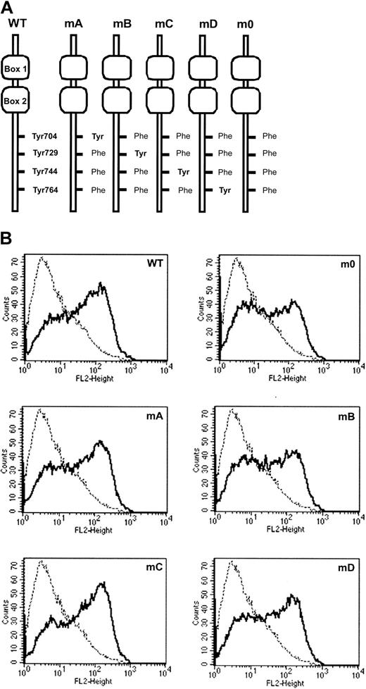 Fig. 2. Expression of G-CSF-R mutants. / (A) Schematic representation of cytoplasmic domains of human G-CSF-R wild-type and tyrosine substitution mutants showing positioning of conserved tyrosines relative to membrane proximal Box1 and Box2. (B) Flow cytometric analysis of G-CSF-R expression ongcsfr−/− bone marrow cells retrovirally transduced with G-CSF-R WT and tyrosine mutants shown in panel A. Bold histograms indicate cells stained with biotinylated G-CSF-R antibodies and SA-PE; dotted histograms, cells stained with SA-PE only.
