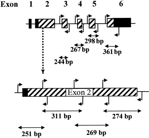 Fig. 1. PCR strategy for SSCP analysis of PIG-Acoding sequences.
