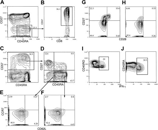Fig. 5. Ten-color flow-cytometric analysis of CD57+CD8+T cells. / PBMCs from a healthy volunteer were stimulated with anti-CD3 in the presence of BFA for 5 hours. Following stimulation, the cells were surface stained with anti–CD3 Texas red PE (TRPE), anti–CD8 Cy7PE, anti–CD27 APC, anti–CD28 PE, anti–CD45RO Cy7APC, anti–CD45RA FITC, anti–CD57 Alx430, and anti–CD62L Cy5.5PE followed by intracellular staining for anti–IFN-γ Alx594. Plots were gated through CD3 and CD8 followed by additional gating for CD45RA and CD27 or for CD57 then CD45RO or CD45RA as shown by arrows. Consistent patterns of coexpression of these molecules were observed in 6 healthy individuals (Table 3).