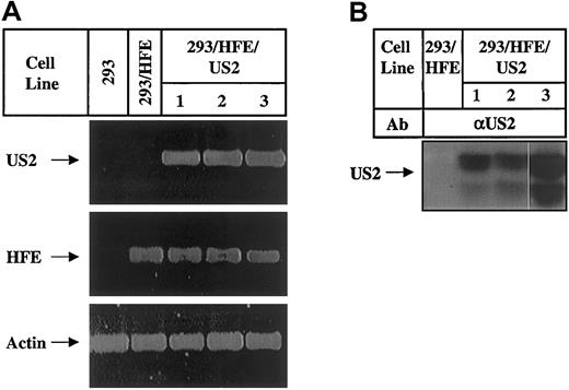 Fig. 3. Characterization of HEK 293 cells transfected with HFE and US2. / HEK 293, 293/HFE, and US2-transfected 293/HFE clones (1-3) were analyzed for expression of US2, HFE, and actin mRNA by RT PCR (A) and US2 protein by metabolic labeling and immunoprecipitation with rabbit anti-US2 (αUS2) Abs (B).