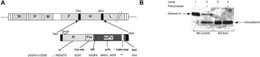 Fig. 1. MV-Edm targeted to the CD38 receptor via αCD38. / (A) Schematic representation of the full-length infectious clone of recombinant MV-Edm targeted to the CD38 receptor via a single-chain antibody (αCD38). The single-chain antibody is displayed as a C-terminal extension on the H glycoprotein. * indicates stop codons. (B) Immunoblot of purified MV-αCD38 and MV-Edm virions. The recombinant H glycoprotein of MV-αCD38 (lane 1) has a higher molecular weight compared with that of MV-Edm (lane 3). After treatment with Factor Xa protease (20 μg/mL), the single-chain antibody was cleaved off, leaving a H glycoprotein (lane 2) that has the same molecular size as MV-Edm (lane 4).