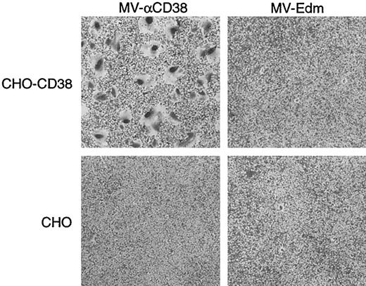 Fig. 4. Display of a scFV against CD38 conferred MV-αCD38 with targeted entry and fusion in receptor-positive cells. / Parental CHO cells are not susceptible to infection by MV-Edm and MV-αCD38. CHO cells stably expressing CD38 receptor enable the recombinant virus, but not MV-Edm, to enter and spread within the culture, resulting in 5.5 × 106 syncytial-forming units/mL virus. Cells were stained with 0.1% crystal violet. Original magnification × 40.