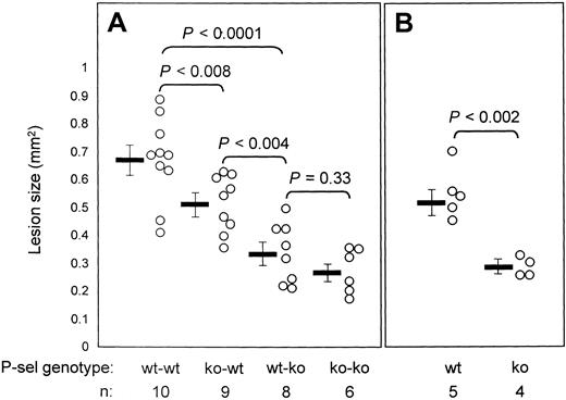 Fig. 2. Endothelial and platelet P-selectin both affect the size of atherosclerotic lesions formed in apoE−/− animals. / Lesions at the aortic sinus were stained with oil red-O and measured. Dots represent the mean lesion size per animal. The bar indicates the mean lesion area ± SEM of the corresponding group. (A) Animals that received bone marrow transplants. Wt-wt and ko-wt animals had significantly larger lesions than wt-ko and ko-ko animals, establishing that endothelial P-selectin is crucial in atherosclerosis. Wt-wt animals had larger lesions than ko-wt animals, showing that also platelet P-selectin is important in atherosclerotic lesion growth. (B) Mice that did not receive transplants. The lesions in apoE−/−P-sel+/+ (wt) and apoE−/−P-sel−/− (ko) mice were not significantly different from those of wt-wt and ko-ko mice, respectively (shown in panel A).