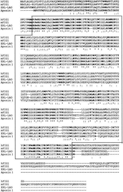 Fig. 2. Sequence comparison of human and mouse FIG1 proteins with ERL-LAO and Apoxin 1 L-amino oxidases. / Sequences were aligned and compared with a clustal program.47 The flavin-containing amino oxidase domain is boxed (CD pfam 01593). (*) indicates positions that have a single, fully conserved residue; (:) indicates strong residue conservation, and (.) indicates weak residue conservation.