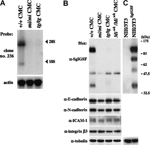 Fig. 1. Expression of SgIGSF and intercellular adhesion molecules in CMCs derived from MITF mutant mice. / (A) Expression of SgIGSF mRNA in B6+/+, B6mi/mi, and B6tg/tgCMCs. RNA (10 μg of total RNA) from CMCs of 3 genotypes was electrophoresed and hybridized with the clone 236 probe. After stripping, the blot was hybridized with the β-actin probe to indicate the amount of RNA loaded per lane. (B) Expression of the SgIGSF protein and intercellular adhesion molecules in B6+/+, B6mi/mi, B6tg/tg, and B6Miwh/MiwhCMCs. Lysates of the indicated cells were electrophoresed and blotted with antibodies against SgIGSF, E-cadherin, N-cadherin, ICAM-1, and integrin β3. (C) Western blot analysis of NIH/3T3 cells and those transfected with SgIGSF cDNA (NIH/3T3SgIGSF). The lysates of the indicated cells were electrophoresed and blotted with the SgIGSF antibody and then probed again with the anti-α-tubulin antibody to indicate the total amount of proteins loaded per lane. The molecular weight scale is shown to the right of the blot.