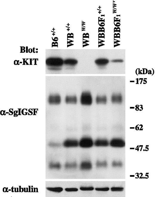 Fig. 2. SgIGSF expression in CMCs derived from KIT mutant mice. / Lysates were prepared from CMCs derived from mice of the indicated genotypes and were blotted with the anti-KIT and anti-SgIGSF antibodies. The molecular weight scale is shown to the right of the blots. The blots were probed again with the anti–α-tubulin antibody to indicate the total amount of proteins loaded per lane.