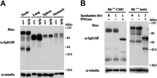 Fig. 3. SgIGSF expression in various tissues of B6tg/tg mice. / (A) Expression of the SgIGSF protein in testis, lung, spleen, and stomach tissues of B6+/+ and B6tg/tgmice. Lysates were prepared from the indicated tissues and were blotted with the anti-SgIGSF antibody. (B) N-linked glycosylation of SgIGSF proteins in B6+/+ CMCs and testes. Lysates of B6+/+ CMCs and testes were incubated at 37°C for 1 hour in the presence (+) or absence (−) of PNGase F and blotted with the anti-SgIGSF antibody. The molecular weight scale is shown to the right of the blots. The blots were probed again with the anti–α-tubulin antibody to indicate the total amount of proteins loaded per lane.