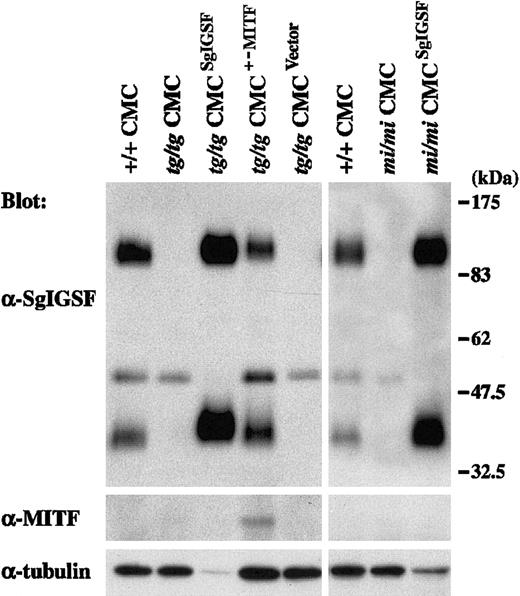 Fig. 5. Expression of the SgIGSF protein in B6tg/tg and B6mi/miCMCs transfected with SgIGSF cDNA. / B6tg/tg CMCs were infected with the empty retroviral vector (tg/tg CMCVector) or the vector containing either SgIGSF cDNA (tg/tgCMCSgIGSF) or +-MITF cDNA (tg/tgCMCMITF+/−). B6mi/mi CMCs were infected with the vector containing the SgIGSF cDNA (mi/miCMCSgIGSF). Lysates of the indicated cells were electrophoresed and blotted with the anti-SgIGSF and anti-MITF antibodies. After stripping, the blot was probed with the anti–α-tubulin antibody to indicate the total amount of proteins loaded per lane.