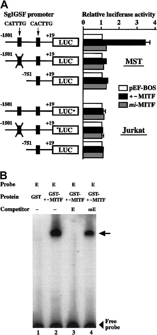 Fig. 8. Luciferase assay and EGMSA. / (A) Transactivation of the SgIGSF promoter by +-MITF. The promoter sequences of the SgIGSF from −1501 to +19 were inserted upstream of the luciferase (LUC) gene of the pSPLuc vector. In one construct, the CATTTG motif in the promoter was mutated to CTTTAG (indicated by X). The deletion construct lacking the CATTTG motif was also made. These reporter constructs were cotransfected into MST (upper panel) or Jurkat (lower panel) cells with the empty pEF-BOS vector or the vector containing either +-MITF ormi-MITF cDNA. Mean values of the luciferase activity obtained with triplicate samples were plotted; bars indicate SE. In most cases, the SE values were too small to be shown by bars. (B) In vitro binding between the CATTTG motif and +-MITF. Oligonucleotide E was labeled with α-32P dCTP and used as a probe. The unlabeled oligonucleotides E and mE were used as competitors. The probe was incubated with either GST or GST–+-MITF protein in the absence (−) or presence of an excess amount of either competitor. An arrow indicates a protein-DNA complex.