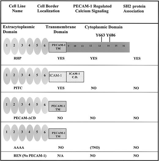 Fig. 1. PECAM-1 full-length and mutant constructs. / Schematic representation and calcium signaling and SH2 protein interaction characteristics of the PECAM-1 constructs described in the text. RHP indicates full-length human PECAM-1. The extracellular domain containing 6 Ig-like loops is represented as filled ovals 1-6, the transmembrane domain as a rectangle, and the cytoplasmic domain as a gray rectangle, representing cytoplasmic exons 9-16. PITC is a chimeric construct containing an intact PECAM-1 extracellular domain fused to the nonhomologous ICAM-1 transmembrane and cytoplasmic domains. PECAM-ΔCD is a deletion construct lacking the PECAM-1 cytoplasmic domain. AAAA is a cytoplasmic domain deletion construct, encoding only 9 cytoplasmic amino acid residues, with a mutation in the membrane proximal sequence (KCYFLRKAK→KCYFLAAAA) that disrupts cell border localization. All stably transfected cell lines, but not untransfected REN, uniformly express PECAM-1 (> 95% cells) at levels similar to that of RHP.