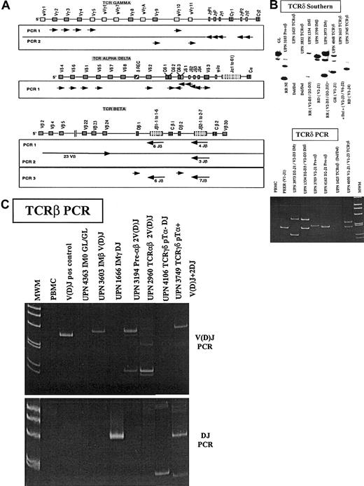 Fig. 1. TCRαδ, TCRγ, and TCRβ loci and TCRδ and TCRβ profiles in T-ALL. / (A) Schematic representation (not to scale) of the TCRαδ, TCRγ, and TCRβ loci, after the IMGT (International ImMunoGeneTics) database http://imgt.cines.fr (initiator and coordinator, Marie-Paule le Franc, Montpellier, France).66 Orientation of the PCR primers are shown as arrows. (B) Representative Southern blot patterns obtained with a Jδ1 probe (top) and TCRδ heteroduplex PCR (bottom). GL indicates gemline; R, rearranged; Del, deleted. (C) Representative TCRβ PCR profiles. The immunophenotypic group is indicated for each patient, and the type of rearrangement is shown. TCRβ PCR detects V(D)J and DJ rearrangements.