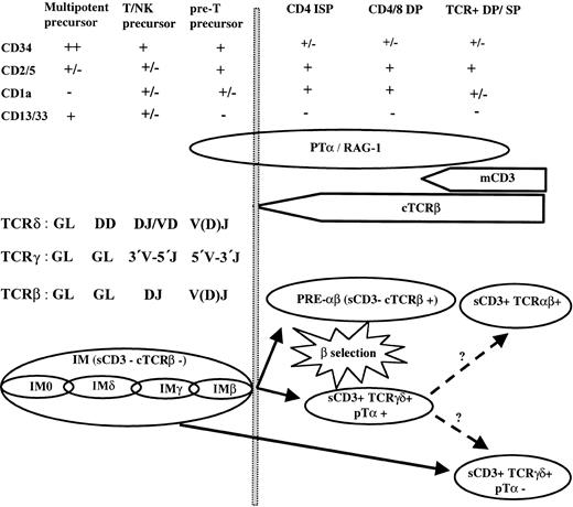 Fig. 4. Human thymic T-lymphoid development. / Schematic representation of TCRαβ and TCRγδ lineage development and their leukemic equivalents.