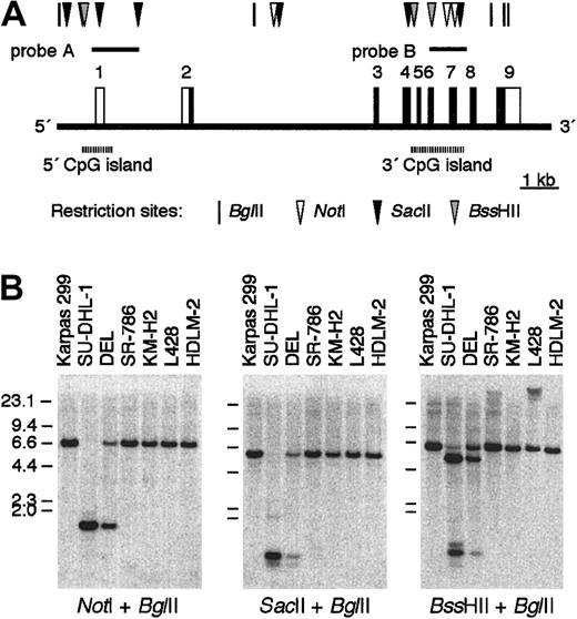 Fig. 5. Methylation status of the 3′ CpG island ofBCL3. / (A) A map of BCL3 focusing upon the 5′ and 3′ CpG islands according to the draft sequence registered in the database (accession no. NT011109). Restriction sites for BglII, NotI,SacII, and BssHII are indicated. (B) Southern blotting analysis of DNA from ALCL and HD cell lines digested byBglII and either one of the 3 methylation-sensitive restriction enzymes. The blots were hybridized with probe B representing the 3′ CpG island.