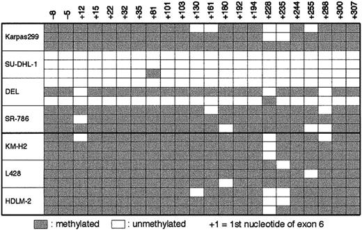 Fig. 6. Sequencing analysis of bisulfite-treated DNA from ALCL and HD cell lines for the 3′ CpG island of BCL3. / Numbers indicating the nucleotide positions refer to the 5′ boundary ofBCL3 exon 6. The unmethylated CpG sites are indicated by open cells, whereas the methylated CpG sites are indicated by gray cells.