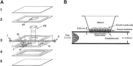 Fig. 1. Design and construction of the parallel-plate coculture flow chamber. / (A) Components of the chamber. Two sets of glass slides (1 and 5) and silicone gaskets (2 and 4) and the polycarbonate insert holder (3) are held together by a vacuum suction applied at the perimeter of the side via ports v and vi, forming a channel inside the lower silicone gasket (4). The insert holder is machined precisely to allow the introduction of the EC/SMC coculture module (viii) into the channel. Cultured medium enters at port i through slit iii into the channel, and exits through slit iv and port ii. The chamber allows on-line microscopic visualization of the cells during the flow experiment via the observation window (vii) opened in the upper silicone gasket (2). (B) Schematic diagram of the parallel-plate coculture flow channel. ECs were seeded onto the inverted side of the membrane containing 0.4-μm pores configured at a density of 1.6 × 106 pores/cm2 and then subjected to flow, while SMCs cultured in the opposite side of the membrane were maintained in a static condition.