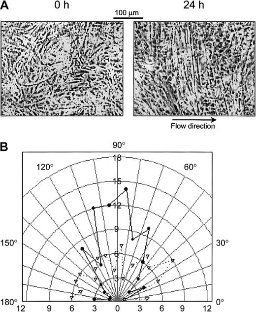 Fig. 2. Morphologic changes induced in the cocultured cells by exposing the EC side of the coculture to a shear stress of 12 dyne/cm2 for 24 hours. / (A) SMCs in coculture tend to orient perpendicularly to the flow direction. The photographs labeled 0 hours and 24 hours show the SMCs before and after shear flow, respectively. (B) A typical polar representation of the quantitative analysis of SMC reorientation. Cocultured cells were photographed in the preshear condition and after 24 hours of shear stress (12 dyne/cm2) application to the EC side, and the SMC orientation was analyzed quantitatively as described in “Materials and methods.” Cell orientation is defined as the angle between the direction of the major axis of the ellipse that best fits the boundary of the cells and the flow direction. Data represent the cell numbers at 10-degree intervals as percentages of total cell number in the images. Inverted open triangles (▿) connected by dashed lines represent the data before shear flow. Solid circles (●) connected by solid lines represent the data obtained after 24 hours of shear flow. Note the relatively random distribution of cell angle before flow and the increase in cell alignment perpendicular to flow direction after 24 hours of shearing. The percentages of cells (%) are shown in the radial axes.
