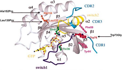 Fig. 1. Localization of Rab27a mutations on Rab3A structure. / Ribbon representation of the Rab3A/GTP-bound structure with the putative switch regions highlighted in purple (switch 1) and yellow (switch 2), and the CDRs in blue. The amino acids mutated in Rab27a− patients (Leu130Pro, Ala152Pro, and Trp73Gly) are indicated with an arrow at their equivalent positions on the Rab3A structure, Leu132 and Ala154 (in brown) and Trp76 (in red). The constitutively active (Gln78Leu) and inactive (Thr23Asn) Rab27a mutations are shown in green at their corresponding Rab3A residues, Gln81 and Thr36, respectively. Phe59 and Tyr91 (in pink) and Trp76 (in red) define the invariant hydrophobic triad.